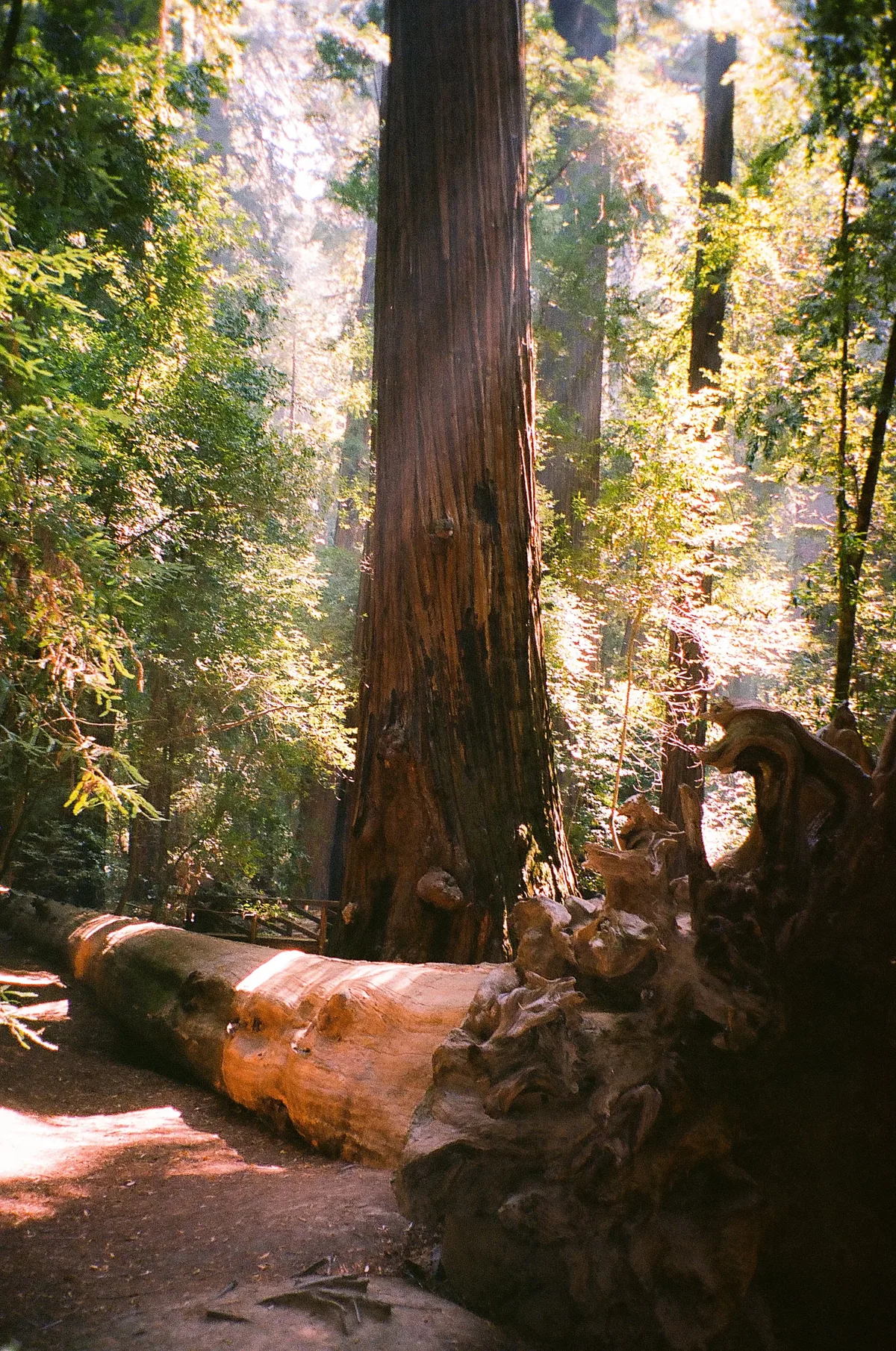 Film photograph 66 — Thomas Beach
