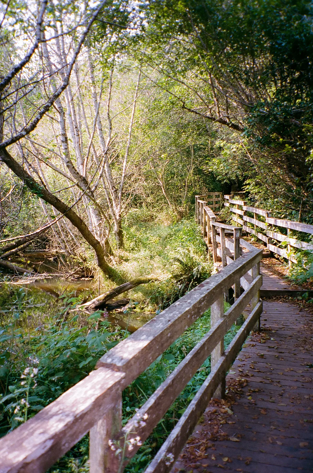 Film photograph 68 — Thomas Beach