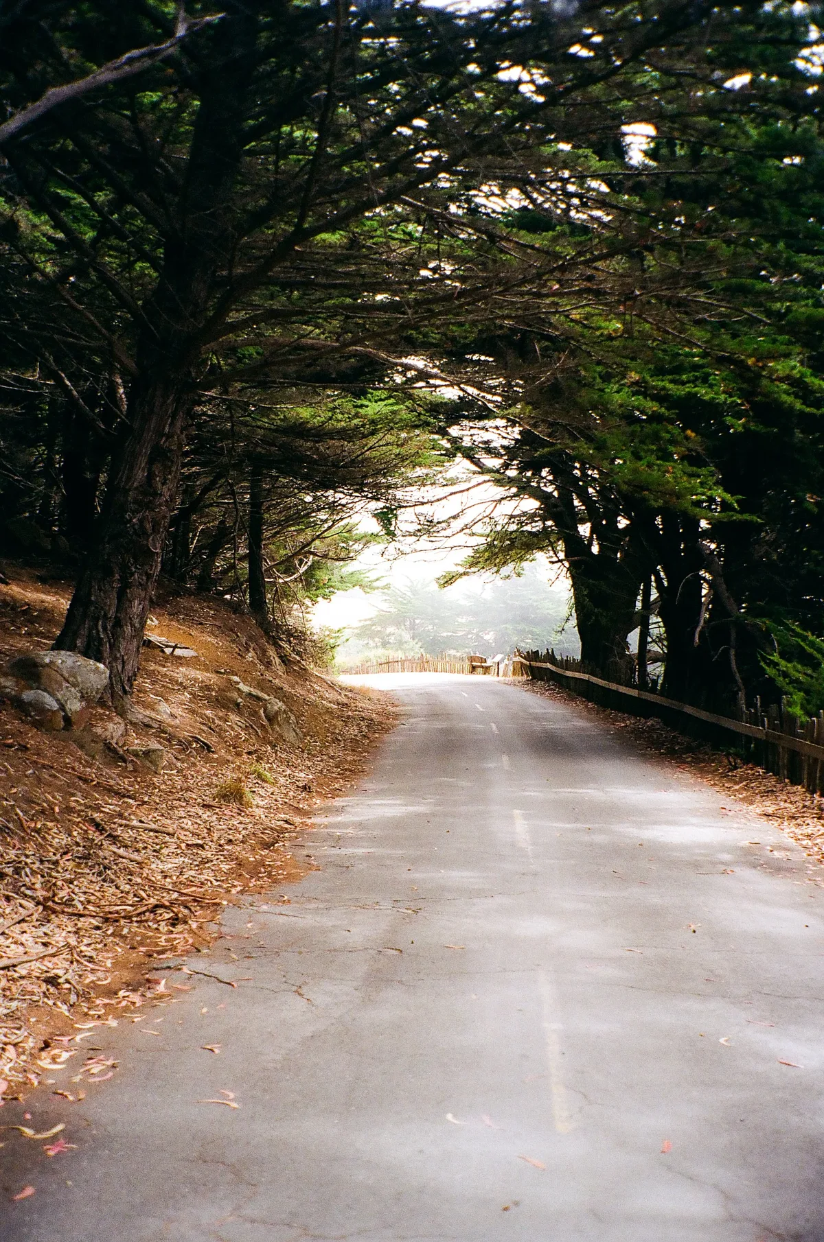 Film photograph 74 — Thomas Beach