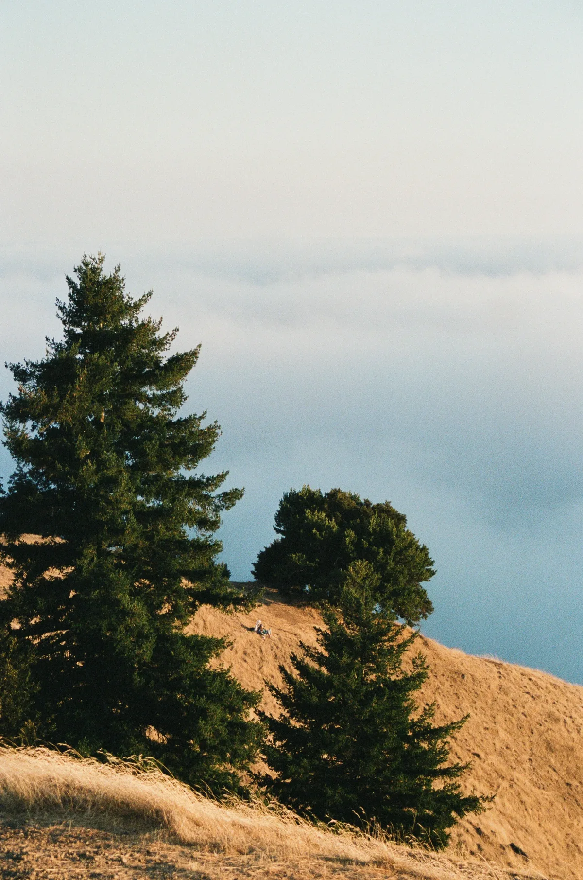 Film photograph 83 — Thomas Beach