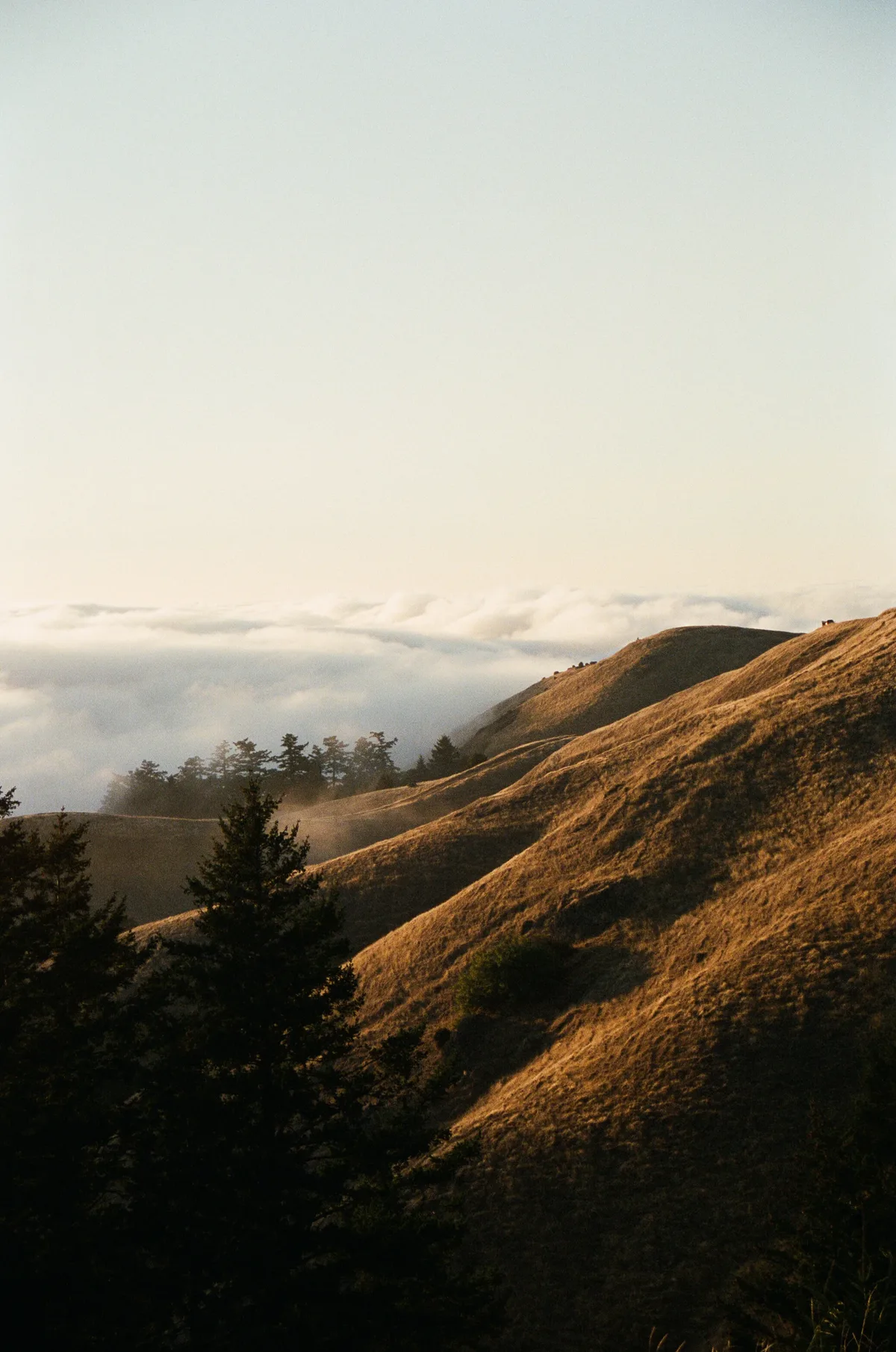 Film photograph 84 — Thomas Beach