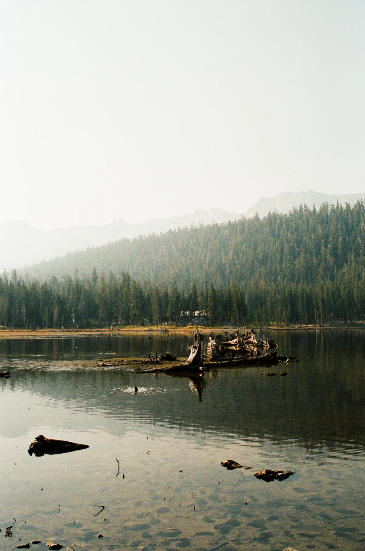 Film photograph 99 — Thomas Beach