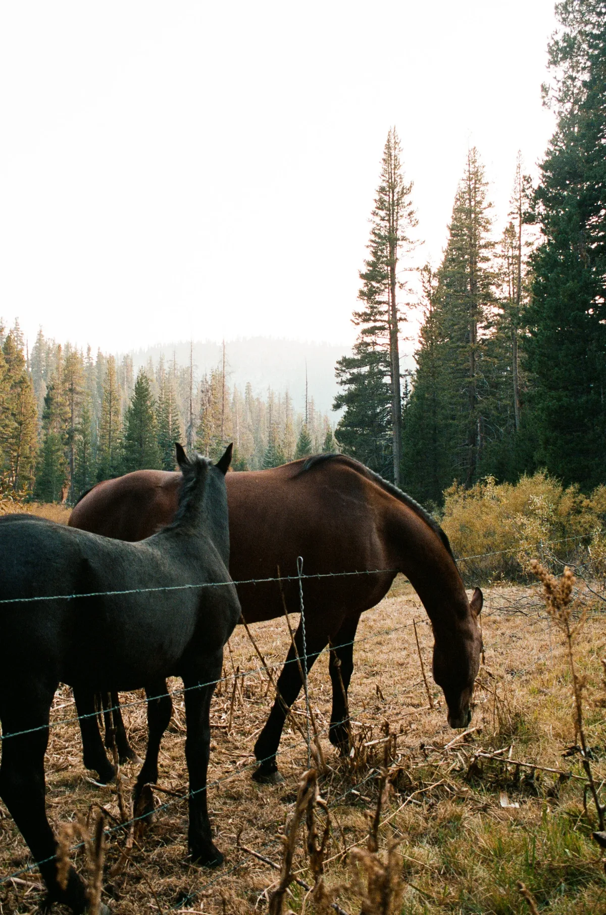 Film photograph 104 — Thomas Beach