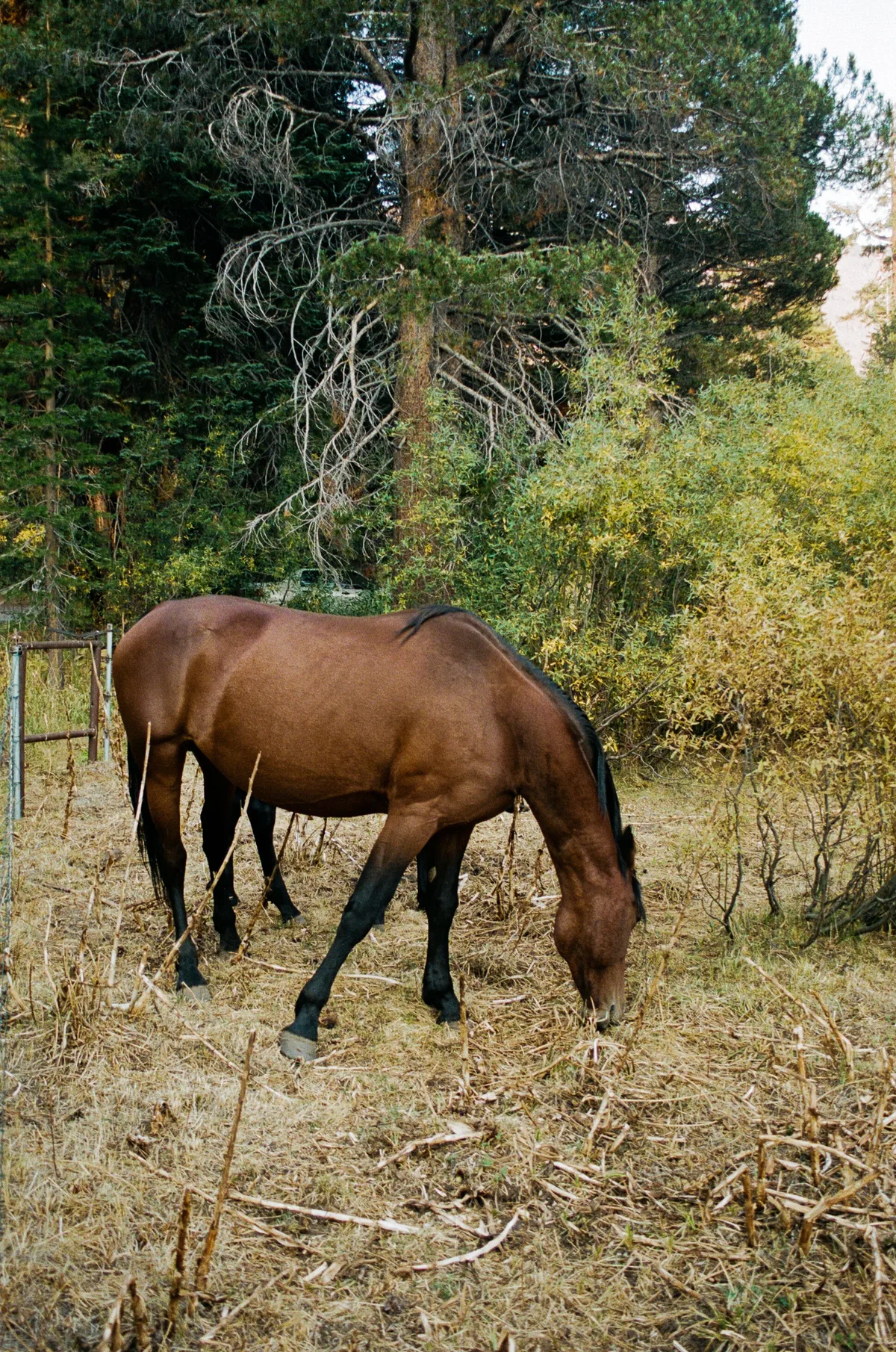 Film photograph 105 — Thomas Beach