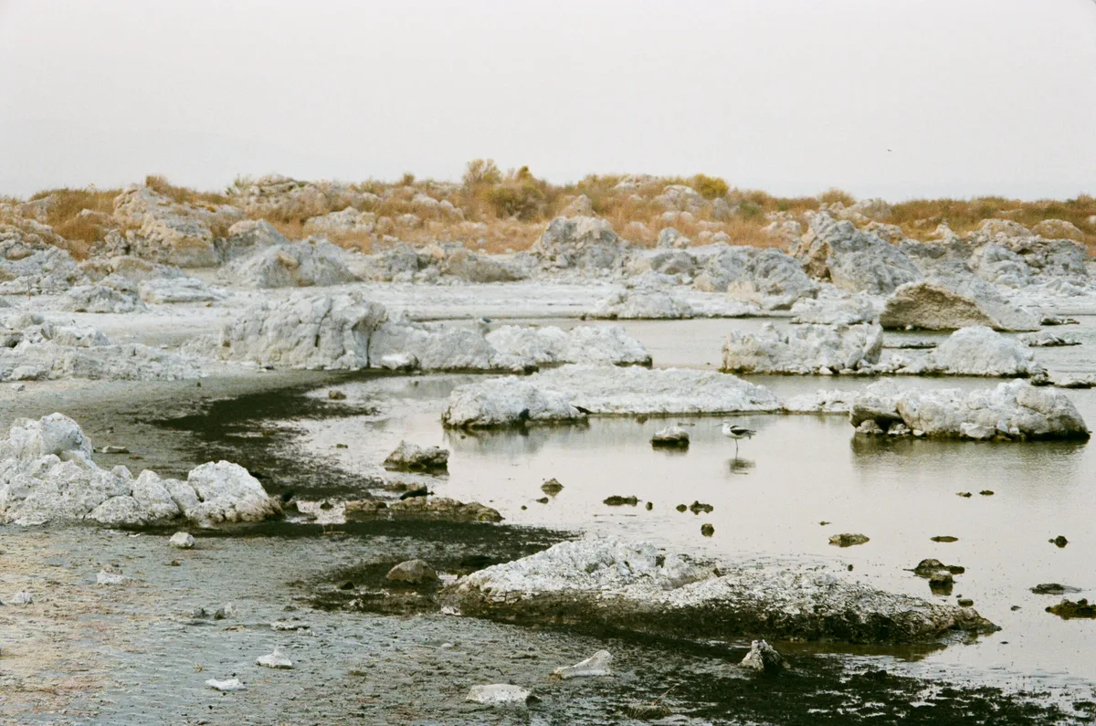 Film photograph 121 — Thomas Beach