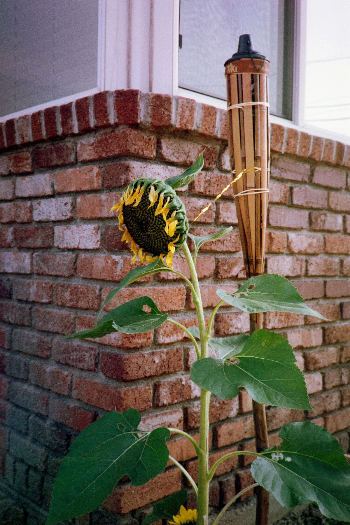 Film photograph 131 — Thomas Beach